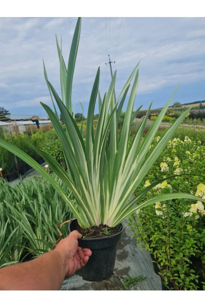 Ірис щетинистий Варієгата - 3л/вис.40-50см/Ø40-50см